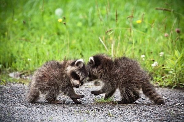 Вот почему хозяева енотов - самые счастливые люди на свете (лучшие фото и видео из сети)