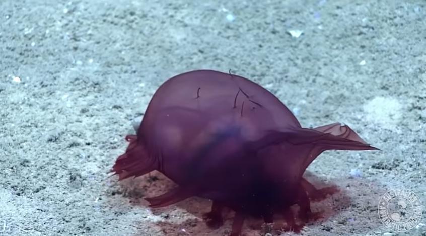 Исследователи обнаружили загадочное существо в водах Южного океана
