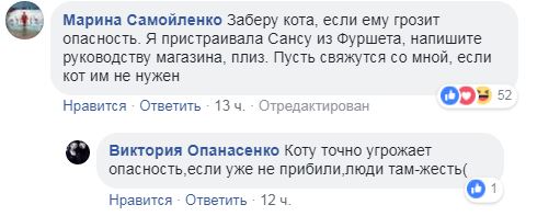 "Я коту доверяю": на витрине киевского магазина заметили пушистого дегустатора (видео)