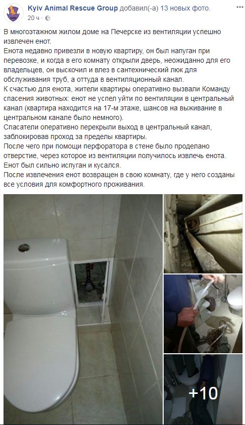 "Шансов на выживание было немного": в Киеве спасли енота (фото)