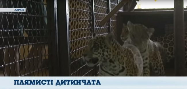 В Харькове поселились трое маленьких ягуаров с важным заданием (фото)