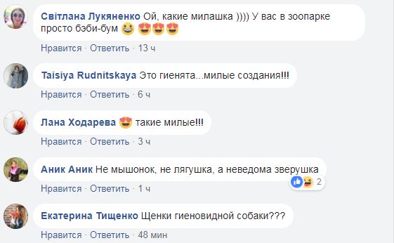 Кто это родился? В зоопарке под Киевом пополнение (фото)