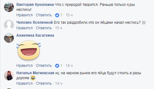 &quot;Раньше только куры неслись&quot;: в Киеве продаются депутатские яйца