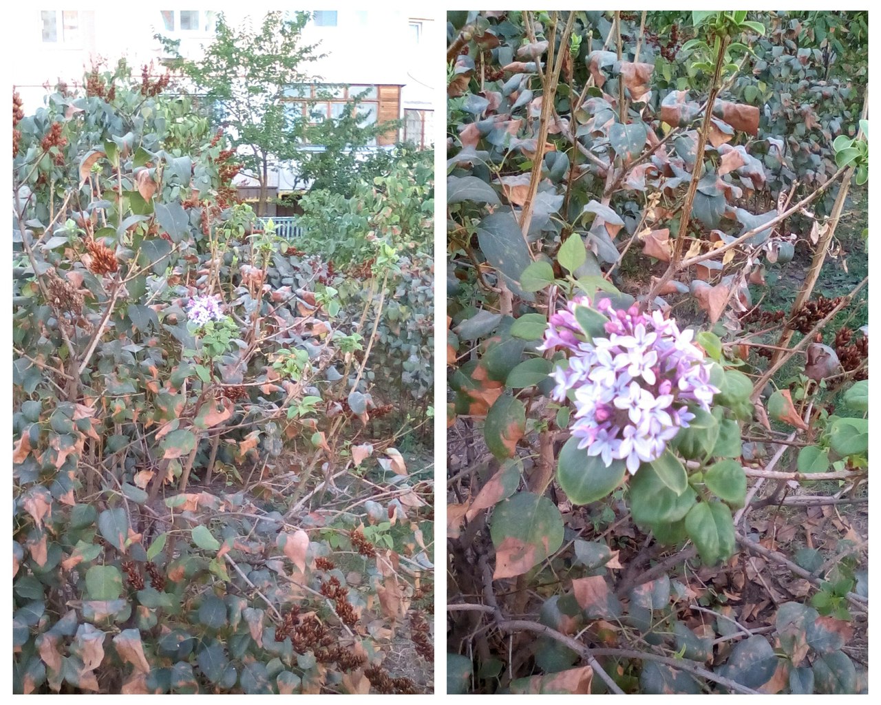 Осень не помеха: на Троещине зацвела сирень