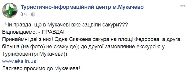 На Закарпатье зацвели сакуры (фото)