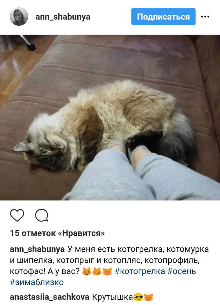 Ці котики точно знають, як зігріти господарів в холодну пору року (фото)