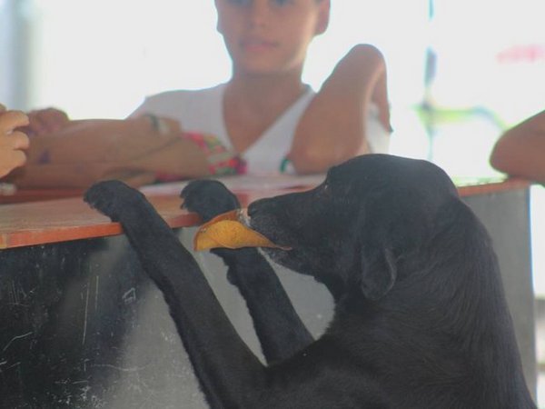 Бездомный пес изобрел свою "валюту" и покупает за нее еду: трогательная история животного