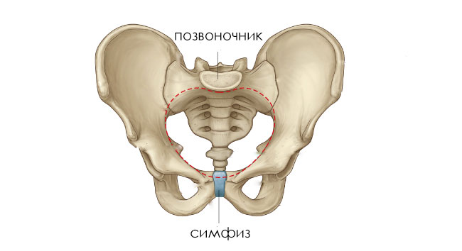 Що таке симфізит