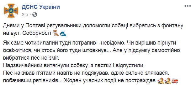 В Полтаве спасли жизнь собаке, упавшей в фонтан (фото)