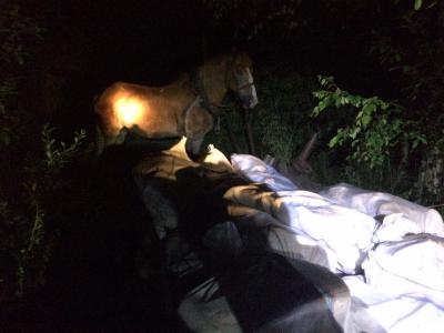 Украинцы везли в Беларусь контрабандное сало на коне