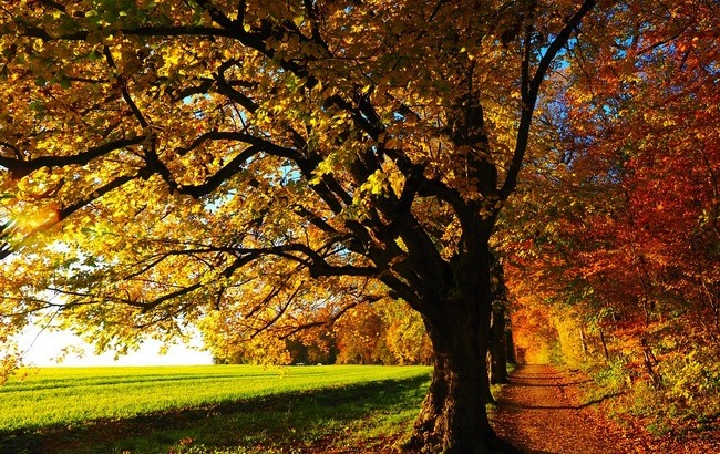 Температура упадет: метеорологи рассказали, когда в Украине закончится &quot;бабье лето&quot;