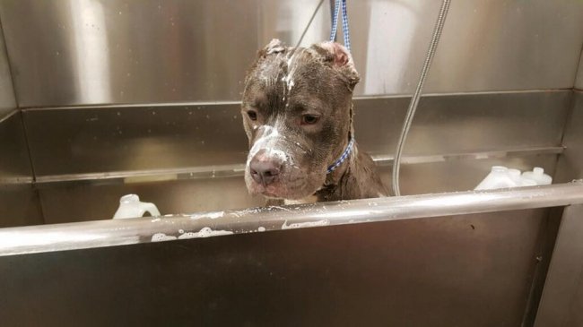 Он увидел изможденного питбуля, умирающего в клетке, и нарушил закон, чтобы спасти животное от смерти