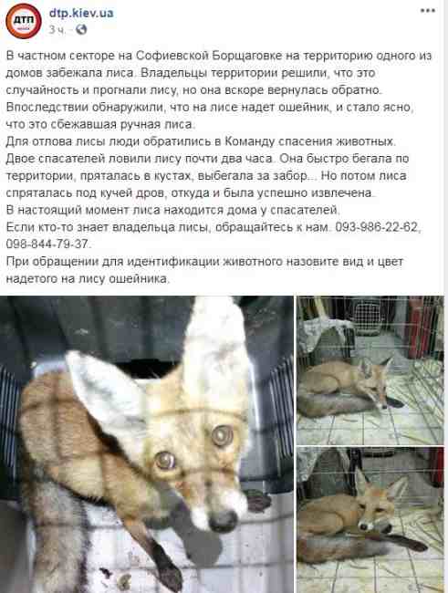 "Спряталась под кучей дров": под Киевом разыскивают хозяев ручной лисы (фото)