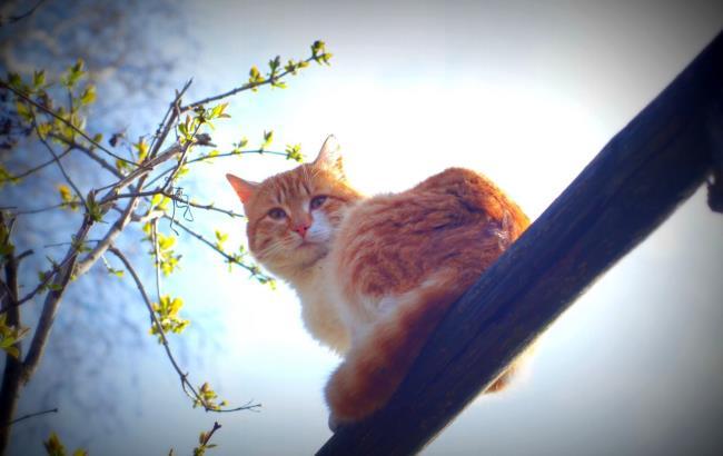 Штормовой ветер с дождями: когда угомонится непогода в Украине