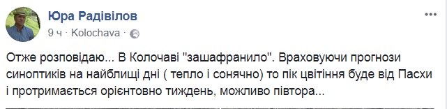 "Зашафранило": на Закарпатті щосили розквітли крокуси (фото)