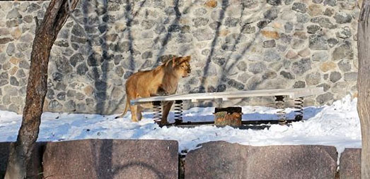 В киевском зоопарке устроили день рождения для хищного прайда
