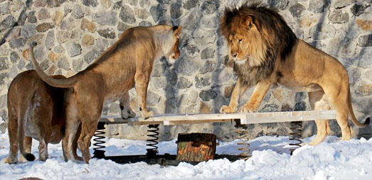 В киевском зоопарке устроили день рождения для хищного прайда