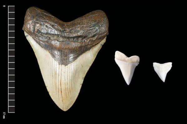 Зуб мегалодона