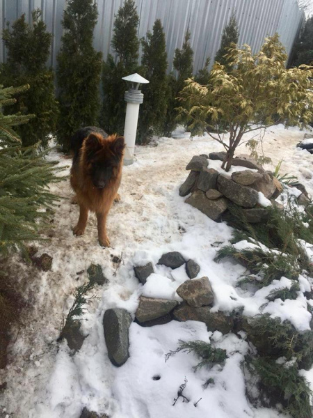 &quot;На одну щасливу людину стало більше&quot;: мережу зворушила історія про вкрадене цуценя (фото)