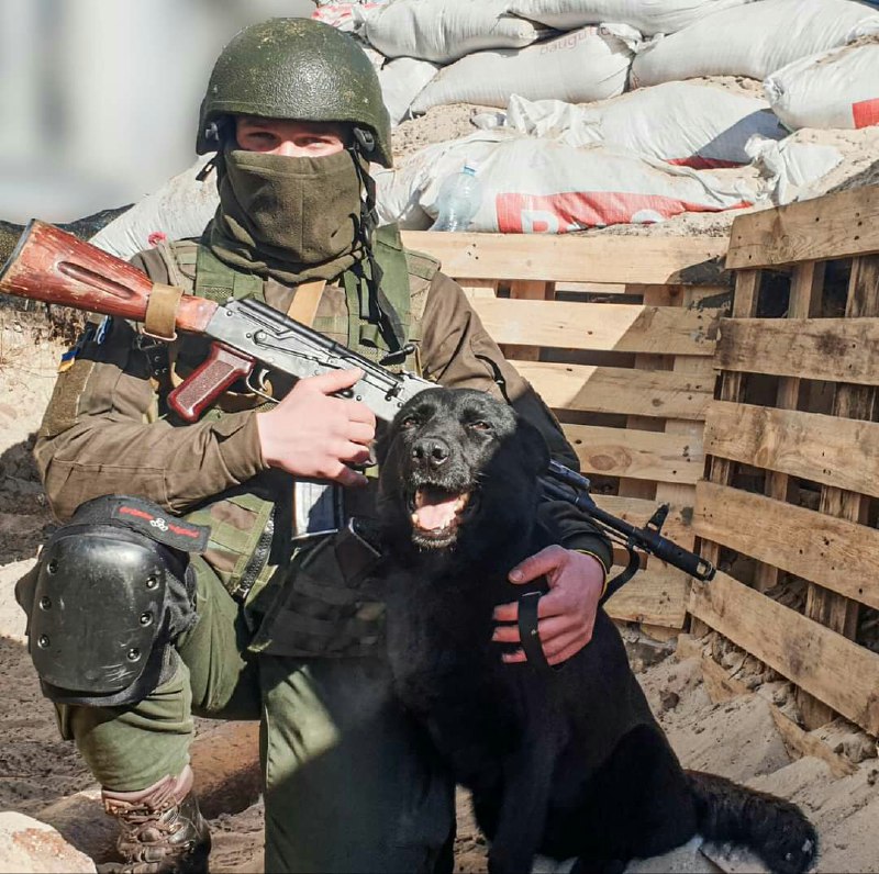 Собака Лея пройшла десятки кілометрів, щоб знайти свого друга-кінолога на фронті