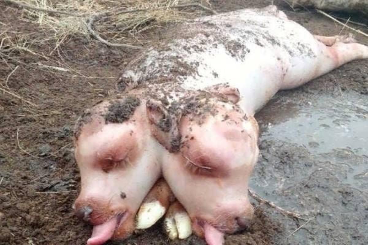 В России родился двуглавый мутант с телом свиньи: жуткое фото