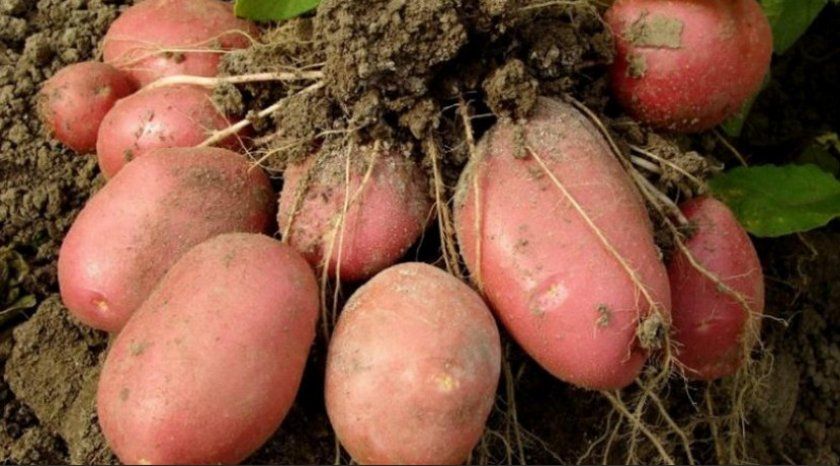 Ранние сорта вкусного и сладкого картофеля: запомните эти названия