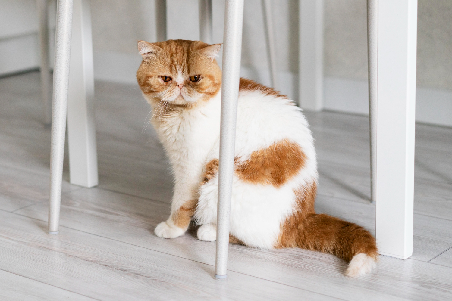 Почему кот вас игнорирует? 5 причин, про которые вам не скажут ветеринары