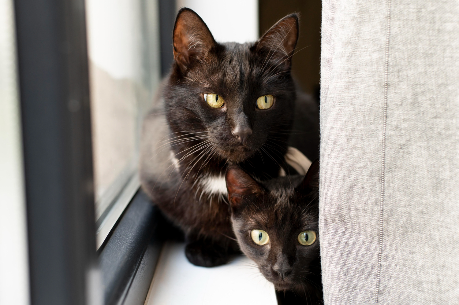 Как кот может предсказать вашу судьбу: 5 примет, которые важно знать