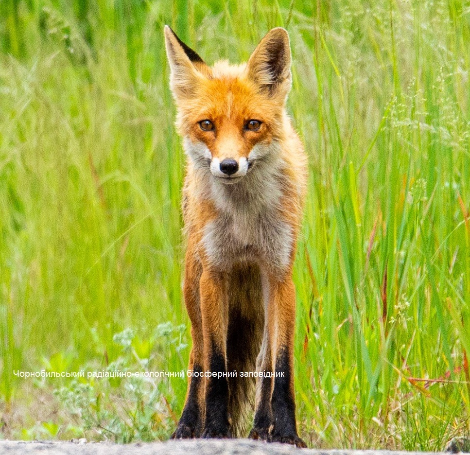 В Чернобыле показали хищника, который не любит фотографироваться