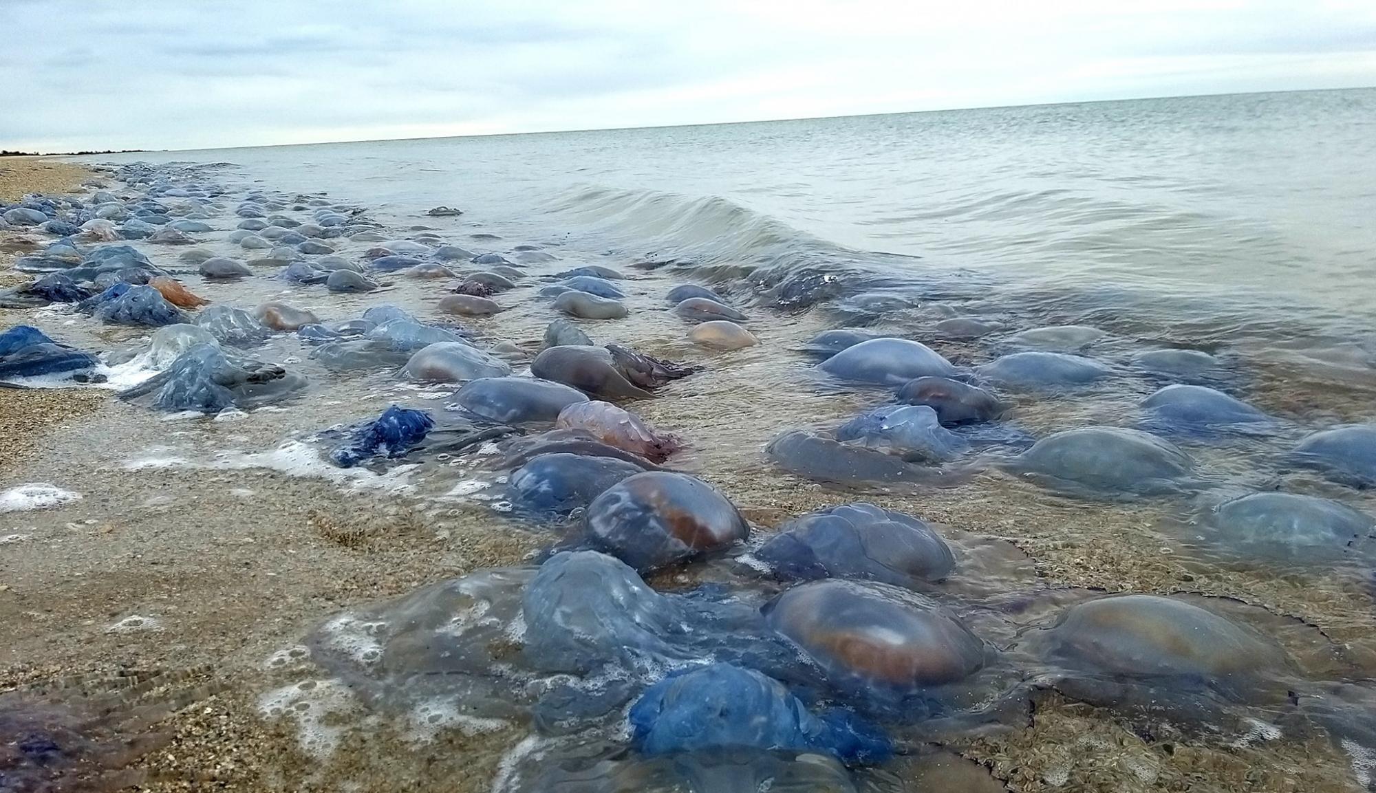 На берег Чорного моря під Одесою штормом винесло близько мільйона медуз (фото)