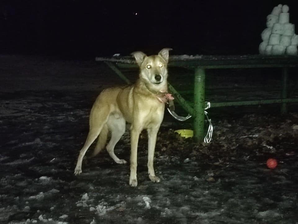 У Києві жінка кинула свого собаку у парку та поїхала на заробітки: біля тварини була записка