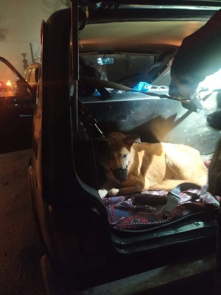 У Києві жінка кинула свого собаку у парку та поїхала на заробітки: біля тварини була записка