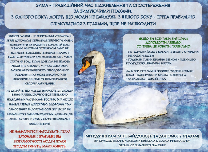 Лебеді в київському парку можуть загинути через їжу, якою їх підгодовують люди