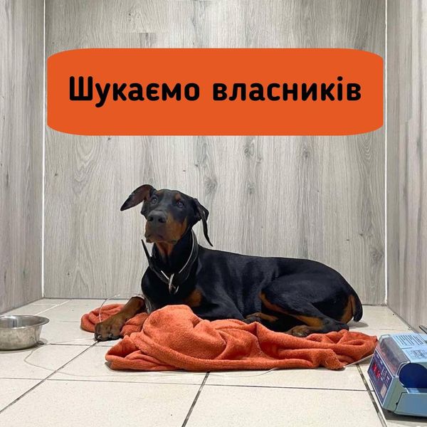 В Киеве ищут хозяев добермана, которого сбила машина: животное в критическом состоянии