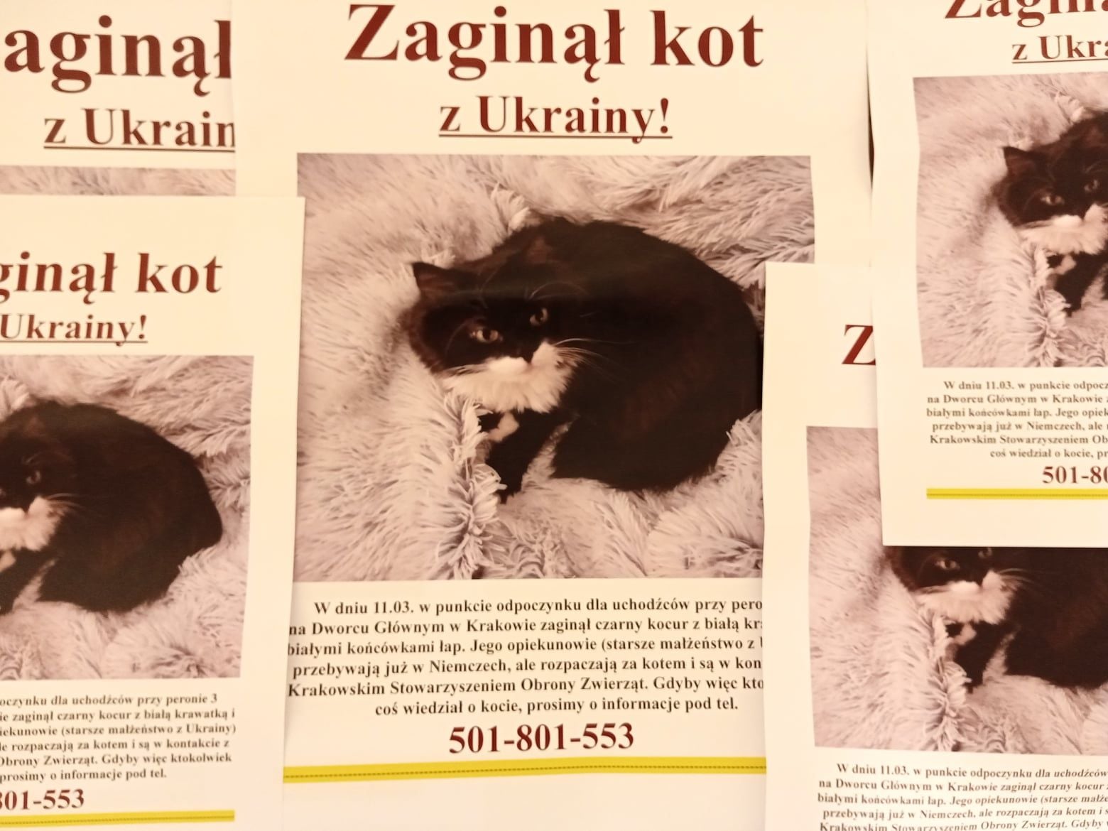 У Польщі волонтери врятували українського кота: власниця їхала за ним тисячу кілометрів