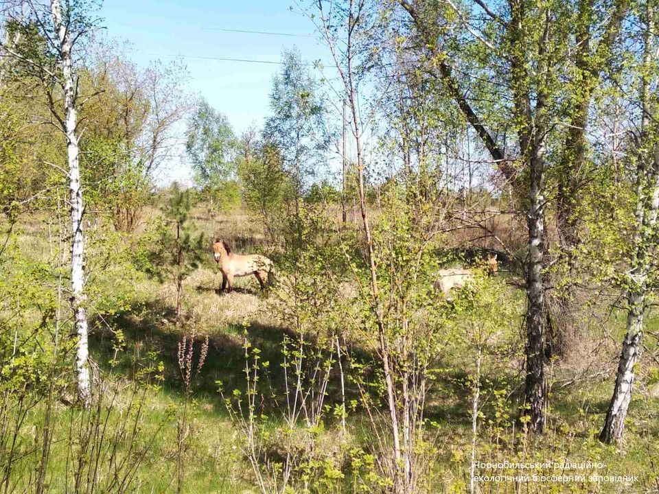 В Чернобыле показали первые фото красавцев-животных после оккупации