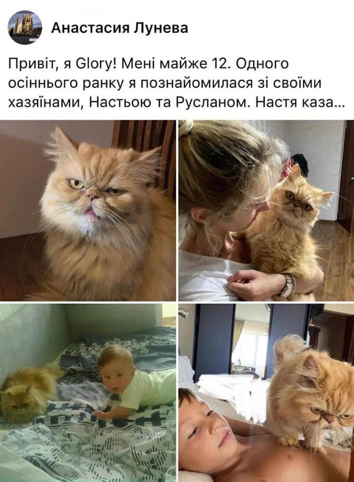 Ставшую знаменитой кошку из Бородянки не отдают хозяйке: детали скандала