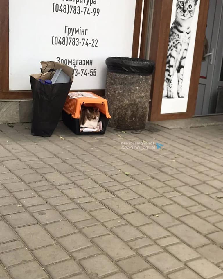 В Одесі дівчина позбулася своєї кішки, підкинувши її під ветеринарну клініку