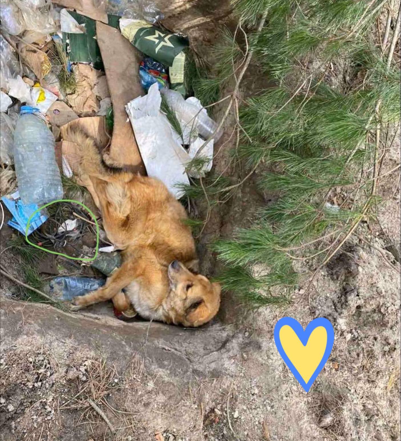 Под Киевом спасли доверчивого пса Лиса, которого оккупанты искалечили и заминировали