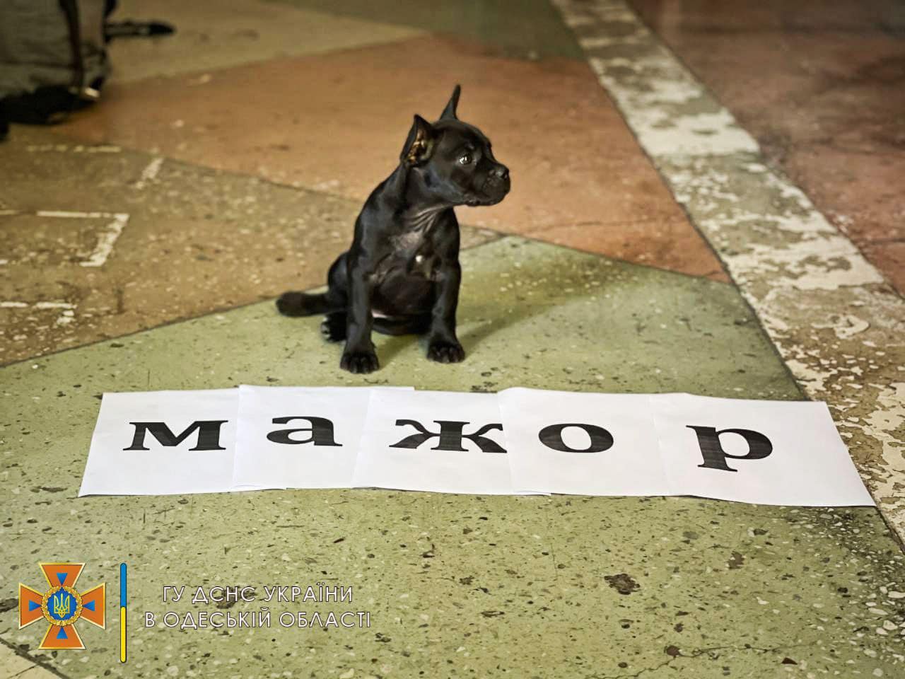 Одесские спасатели показали своего пса-талисмана: Мажор может стать конкурентом Патрону