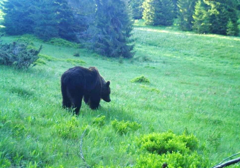 Медведь из Румынии пришел за украинской черникой и наткнулся на пограничников (видео)