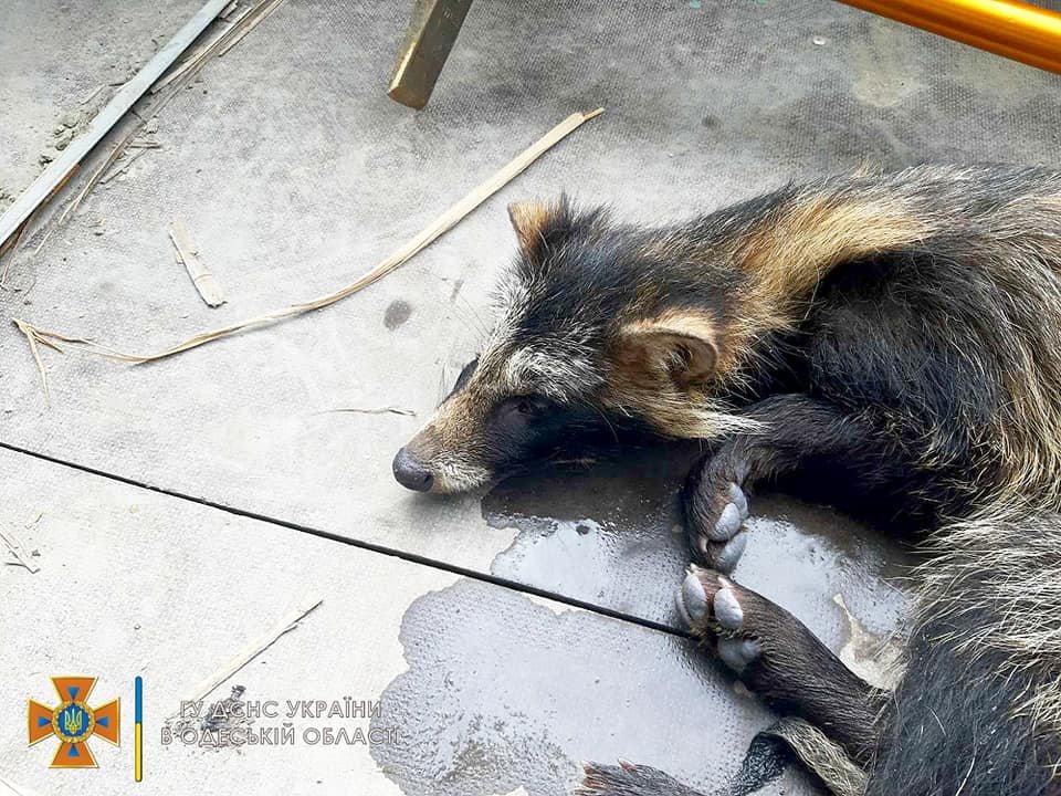 Бійці ДСНС провели рятувальну операцію, визволивши застряглого в паркані єнотика (фото)