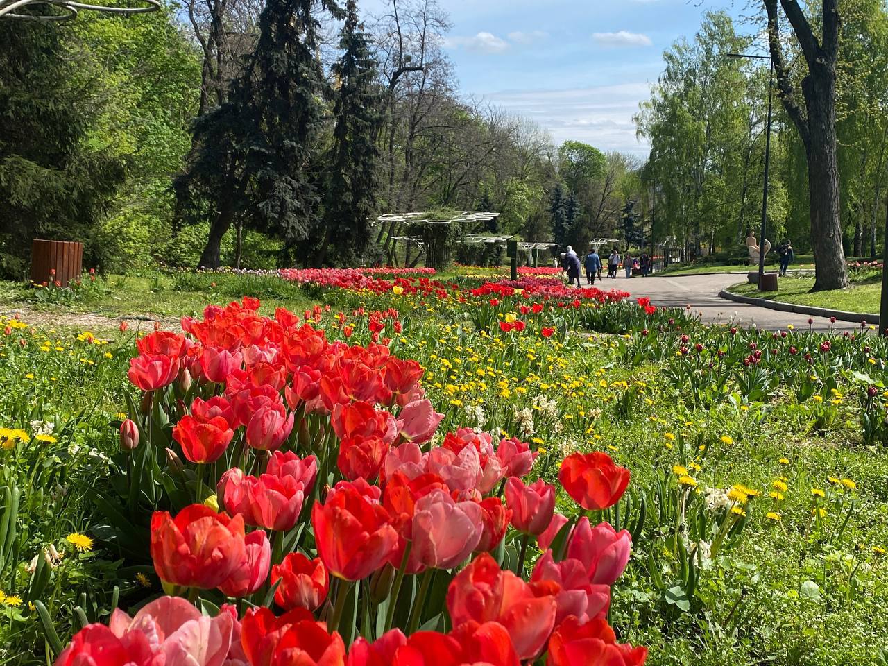 В Києві розцвіло море тюльпанів: фото неймовірної краси
