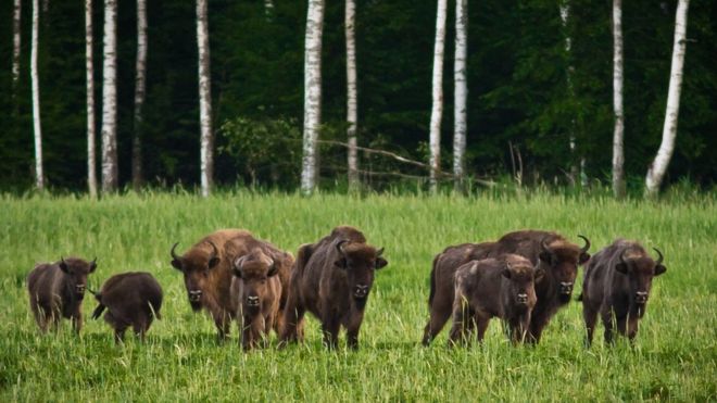 В Чернобыле в кадр попали редкие животные: самые красочные фото с зоны отчуждения