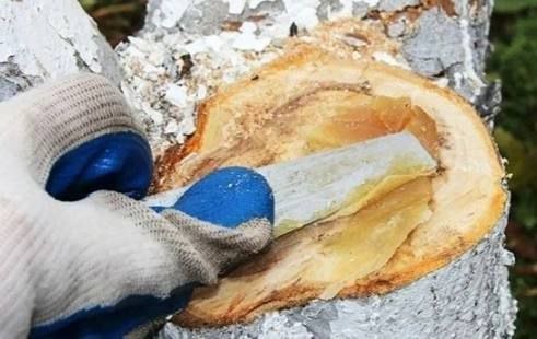 Готуємо садовий вар: домашній супер рецепт для порятунку ваших дерев