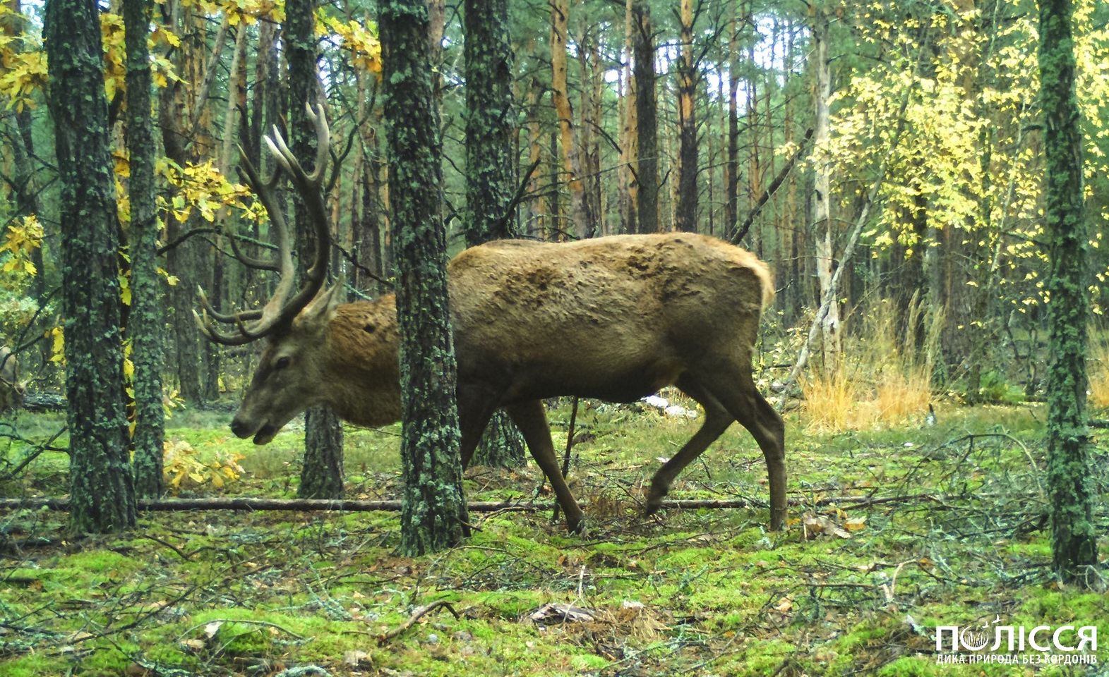 В Чернобыле показали благородное животное, красота которого поражает (фото)