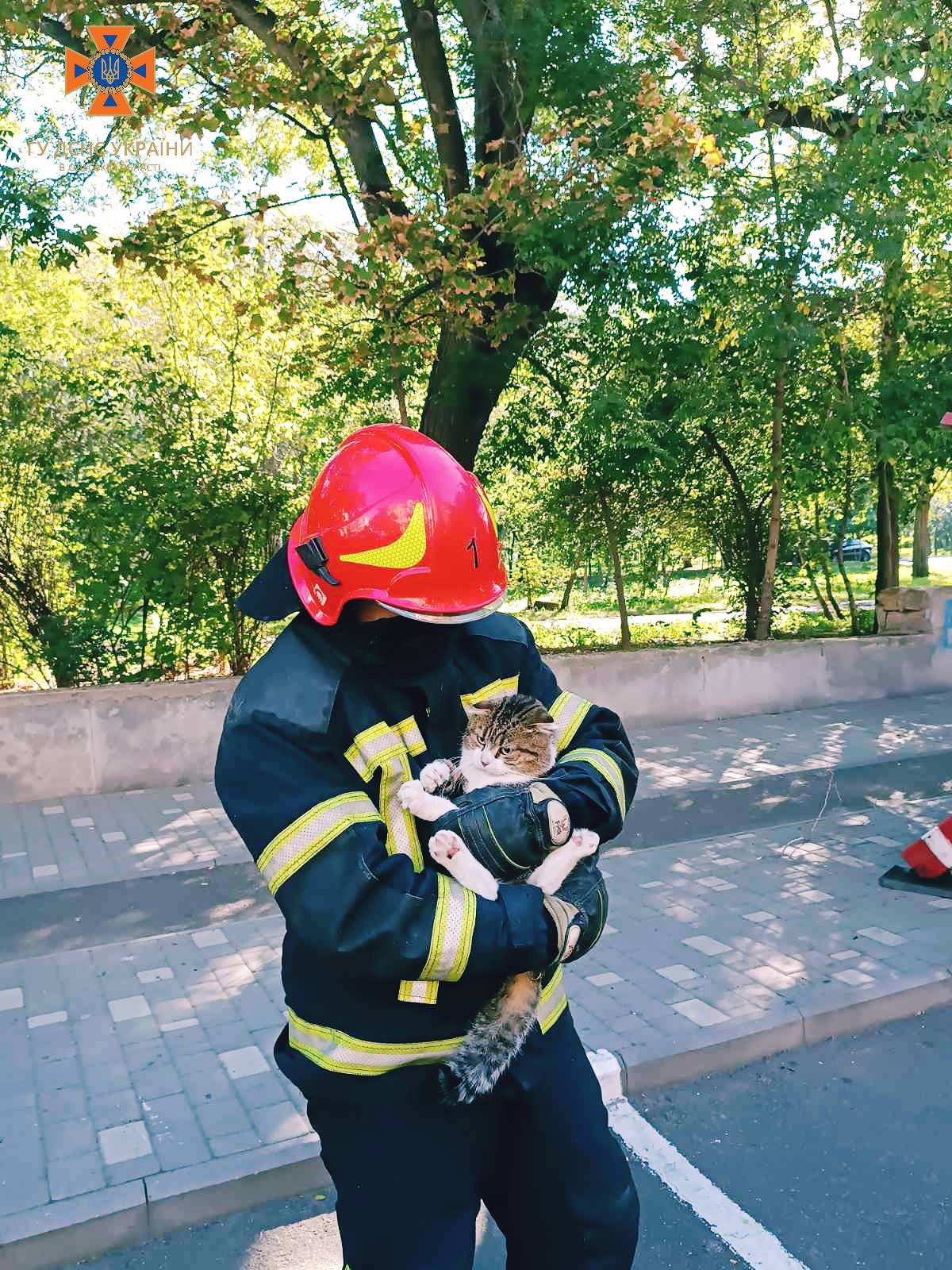 В Одессе бойцы ГСЧС спасли котика, попавшего в беду: как это было