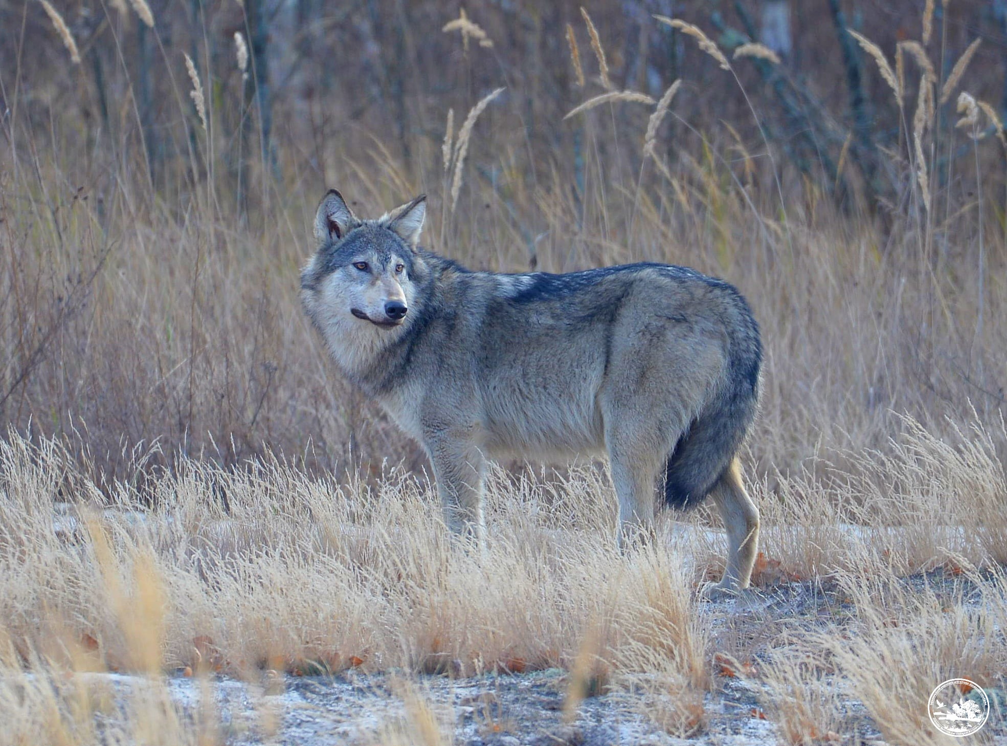 В Чернобыле показали игривого хищника, который не испугался людей: захватывающие фото