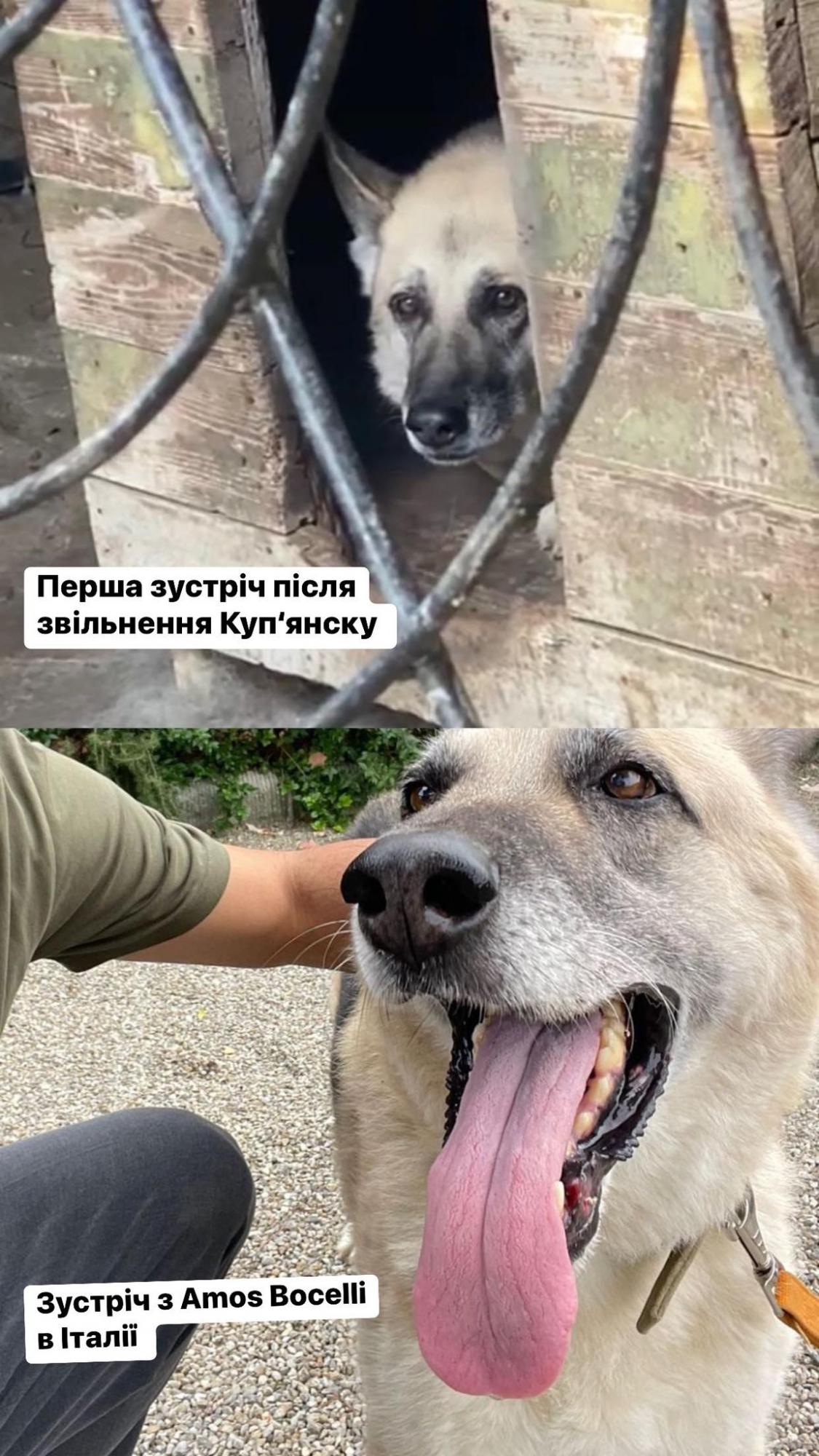 Чудеса случаются! Пес из Купянска теперь живет в доме оперного тенора Андреа Бочелли