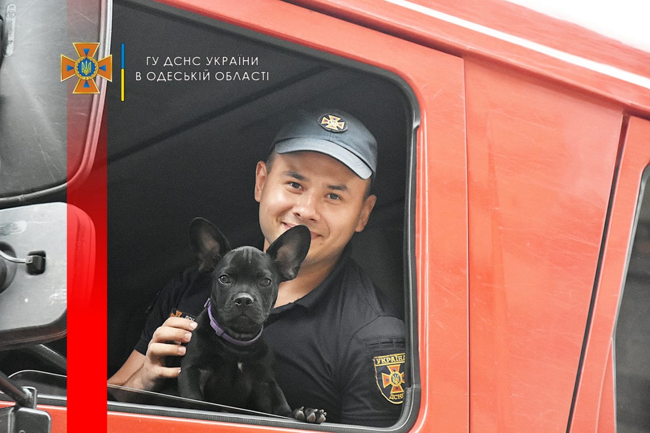 Одесские спасатели показали своего пса-талисмана: Мажор может стать конкурентом Патрону
